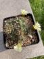 Preview: Coryphantha gladiispina